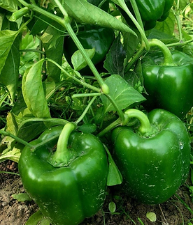 Iris hybrid capsicum seeds