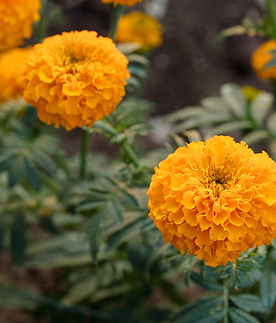 Iris hybrid marigold seeds 