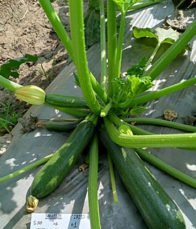 Iris hybrid zucchini seeds