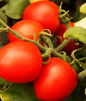 Iris tomato seeds 
