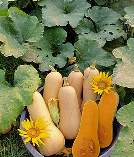 Iris hybrid butternut seeds