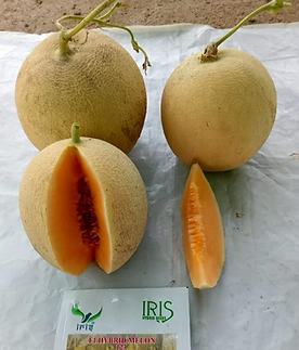 Iris hybrid musk melon seeds