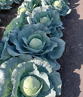 Iris hybrid cabbage seeds
