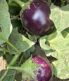 Iris hybrid brinjal seeds