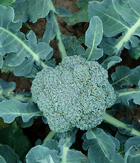 Iris hybrid broccoli seeds