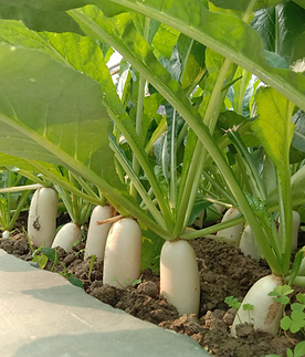 Iris hybrid radish seeds
