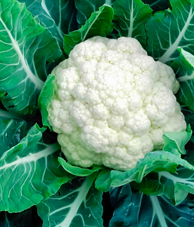 Iris hybrid cauliflower seeds