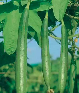 Iris sponge gourd seeds