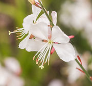 Close up ofa delicate white flowering plant in a naturalistic garden