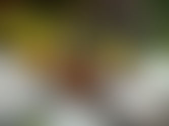 Why using a garden designer can save you time, money, and costly mistakes