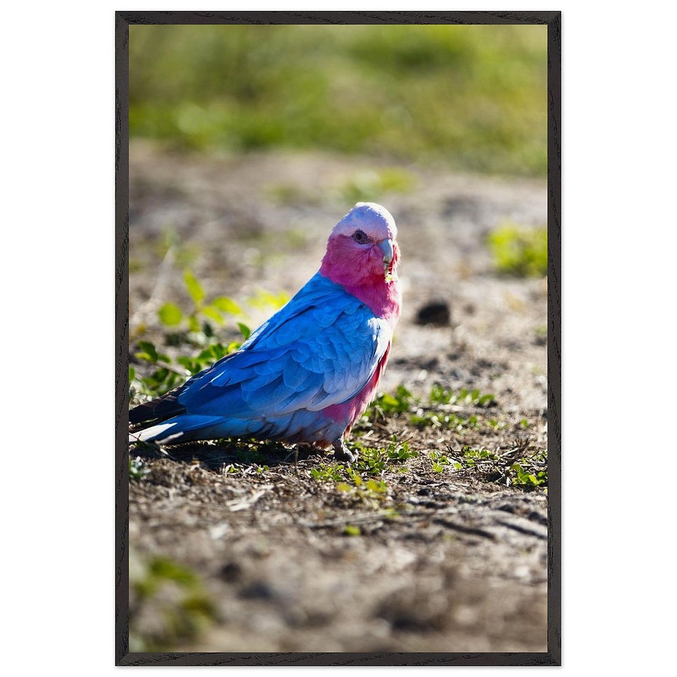 Across Queensland - Premium Holzrahmen Poster