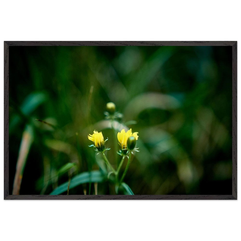 Winterpause - Gelbe Wildblumen Sylt | Premium Holzrahmen Poster