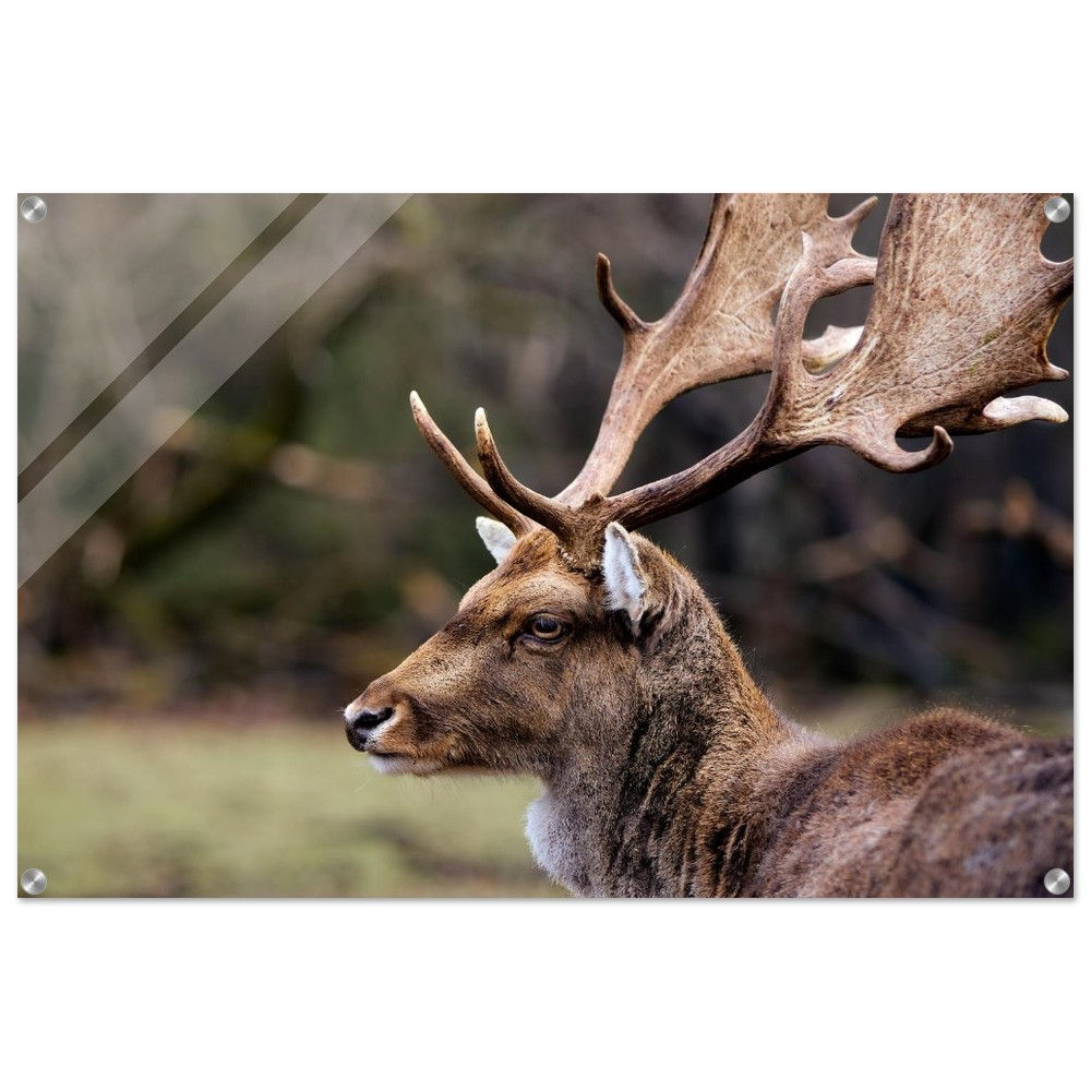 Anmut - Hirsch Rotwild Harz | Premium Acryl Print