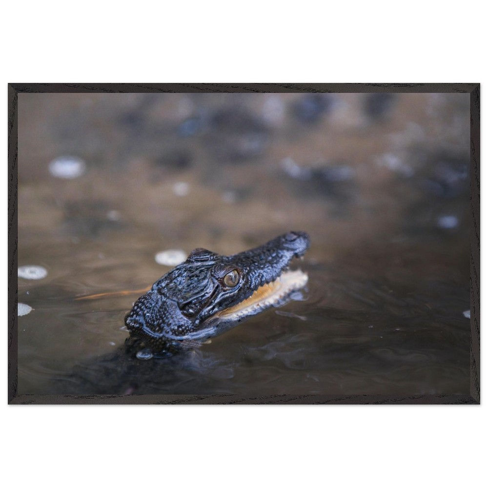 Baby Croc - Krokodil Queensland Australien | Premium Holzrahmen Poster