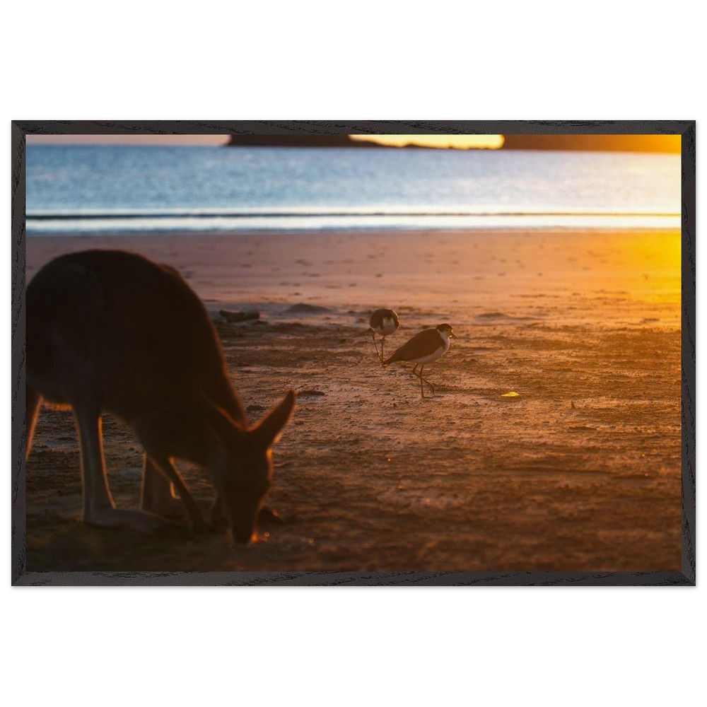 Silence of Distance - Strandvögel Känguru Queensland | Premium Holzrahmen Poster