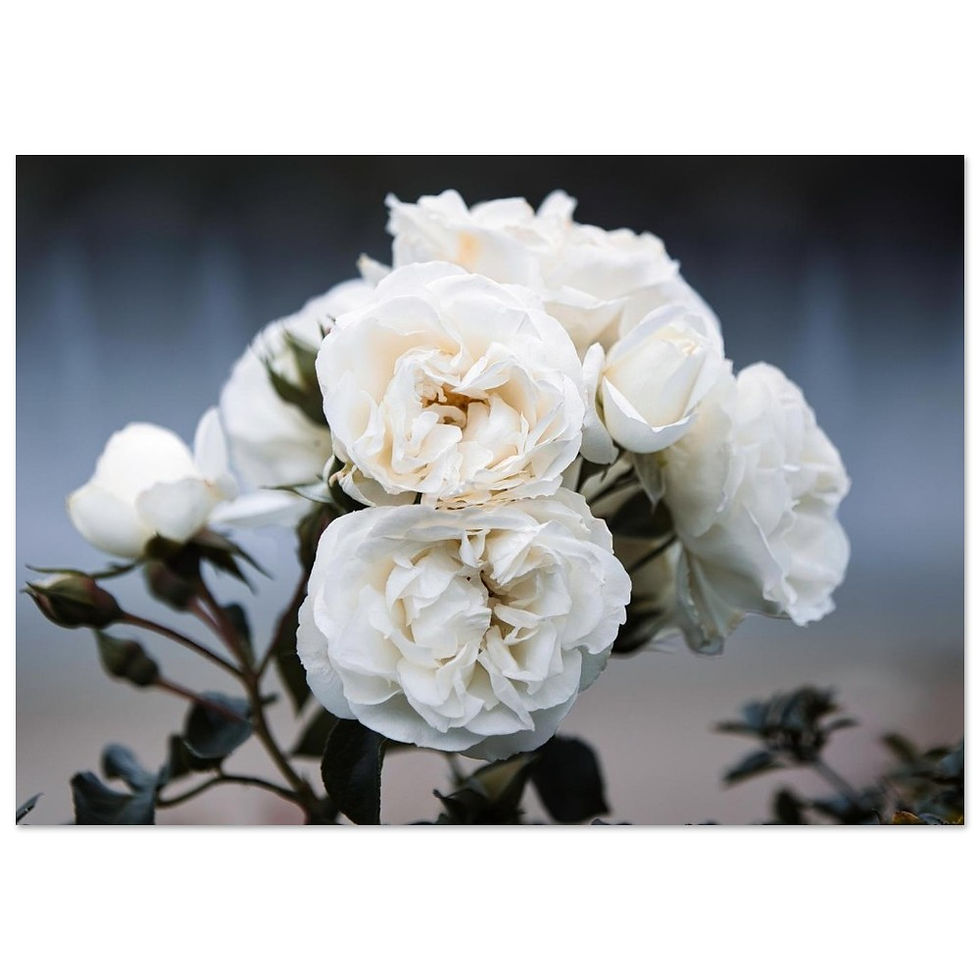 Weiße Rosen - Fine Art Poster