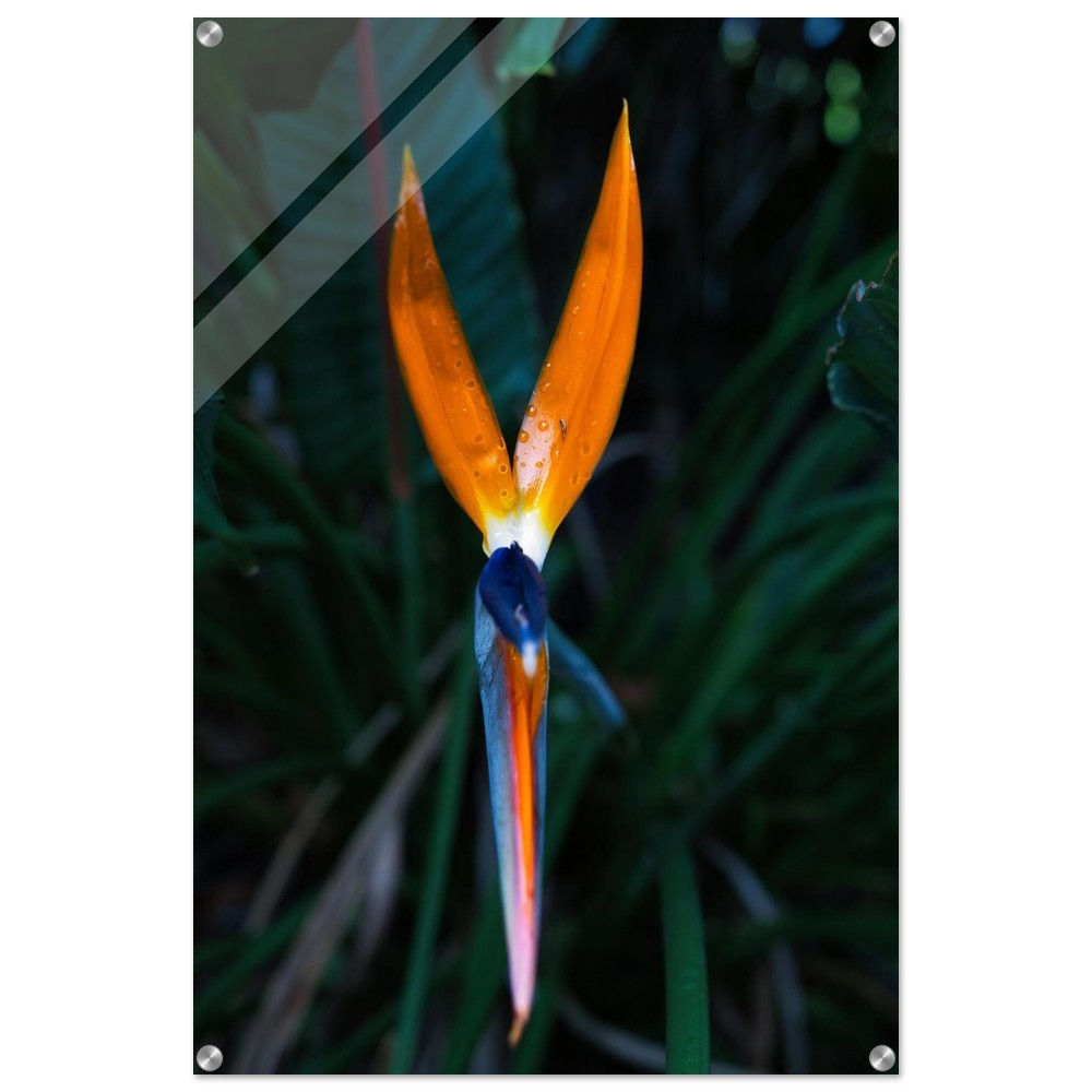 Strelitzia - Strelitzie Orange Blüte Acryl Print | Premium Acryl Print
