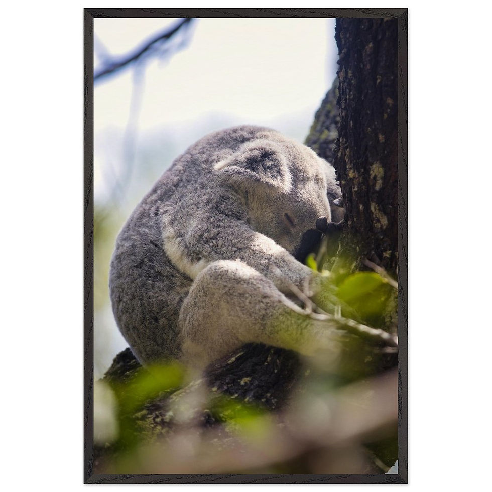 Sleeping Beauty - Premium Holzrahmen Poster