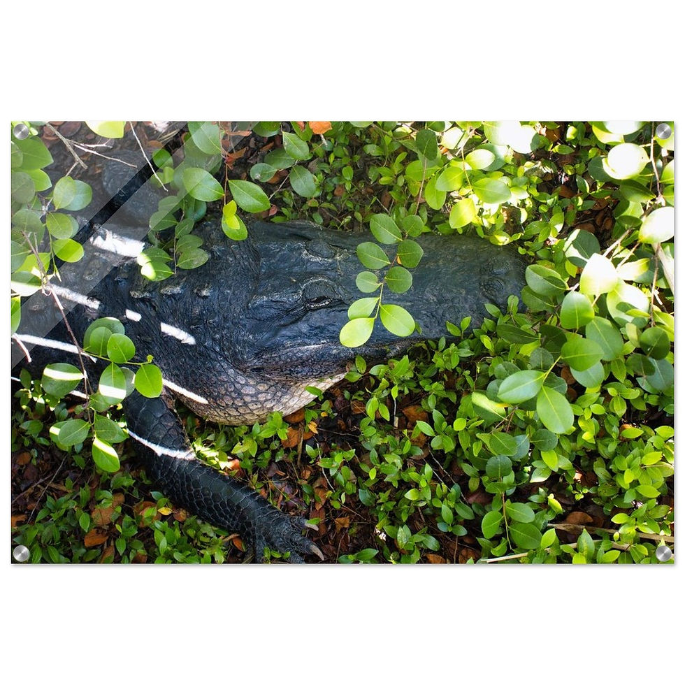 Croc - Premium Acryl Print