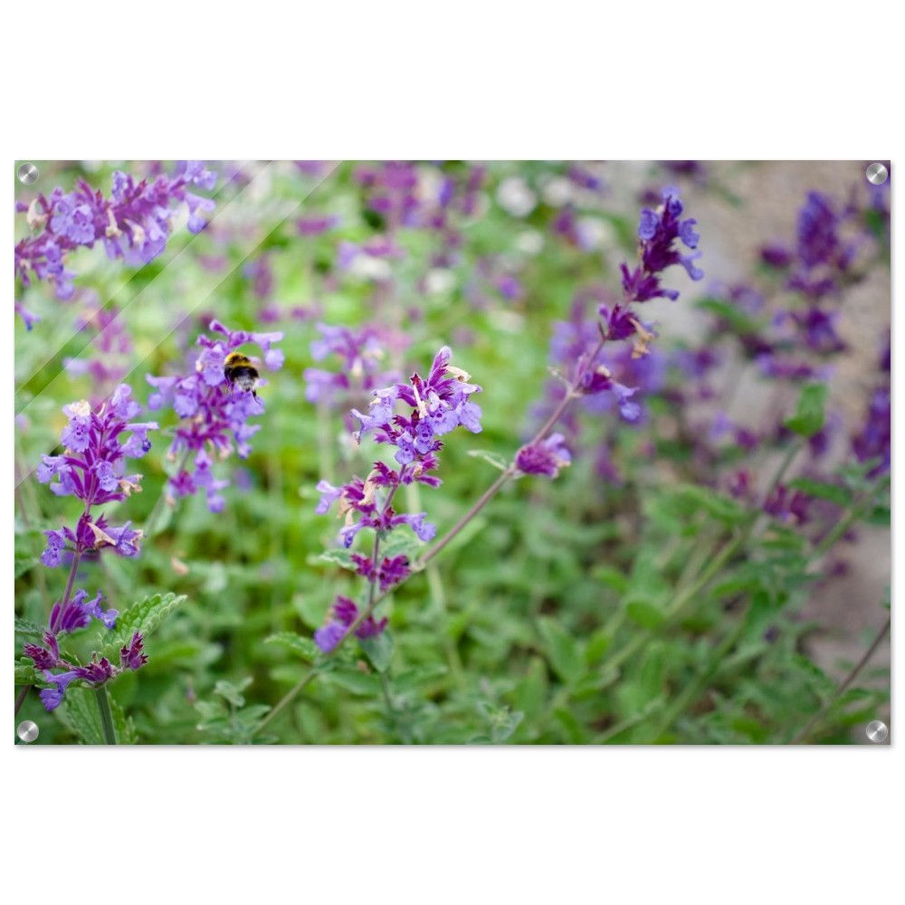 Lavendel - Lavendelfeld Fine Art | Premium Acryl Print