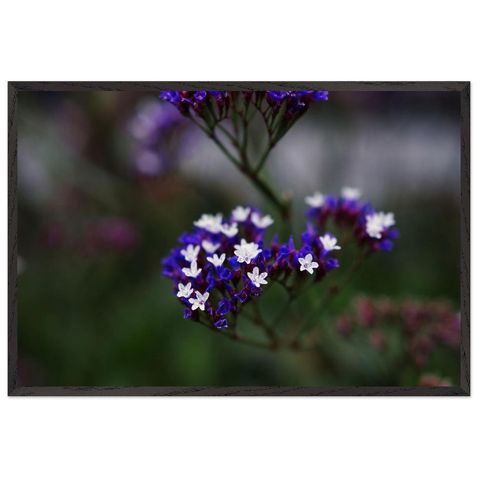 Patagonisches Eisenkraut - Premium Holzrahmen Poster