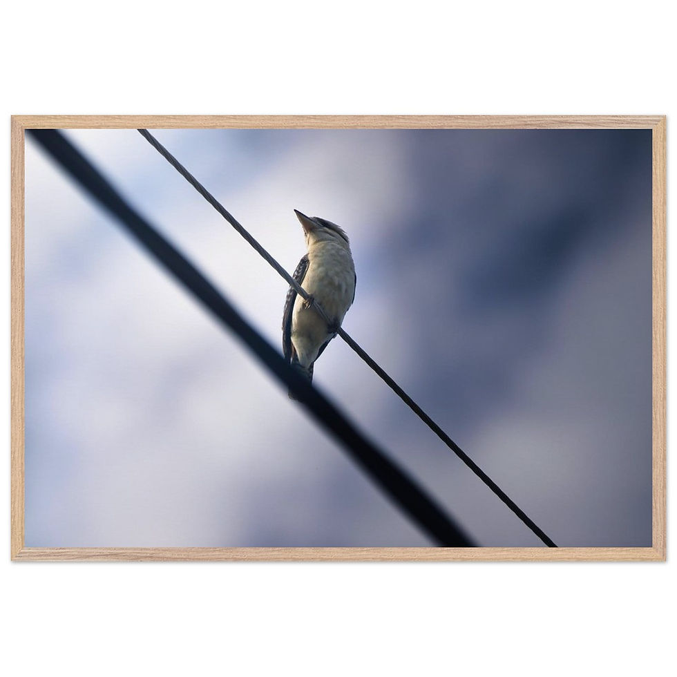 Miniaturbild: Kookaburra - Kookaburra Queensland Australien | Premium Holzrahmen Poster