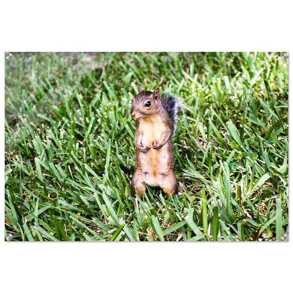 Grauhörnchen - Premium Acryl Print