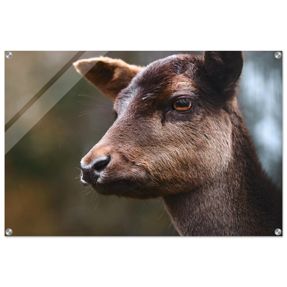 Kalter Blick - Rotwild Reh Harz | Premium Acryl Print