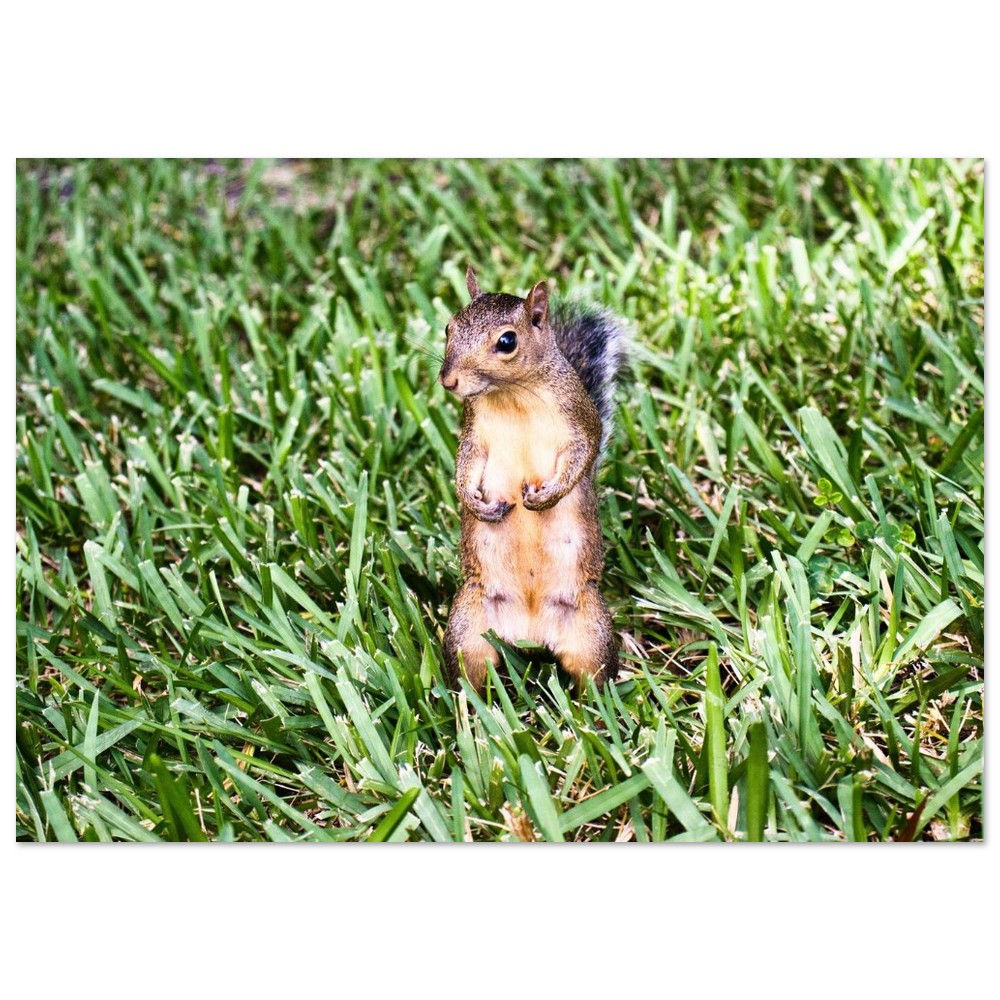 Grauhörnchen - Eichhörnchen Florida Natur | Fine Art Poster