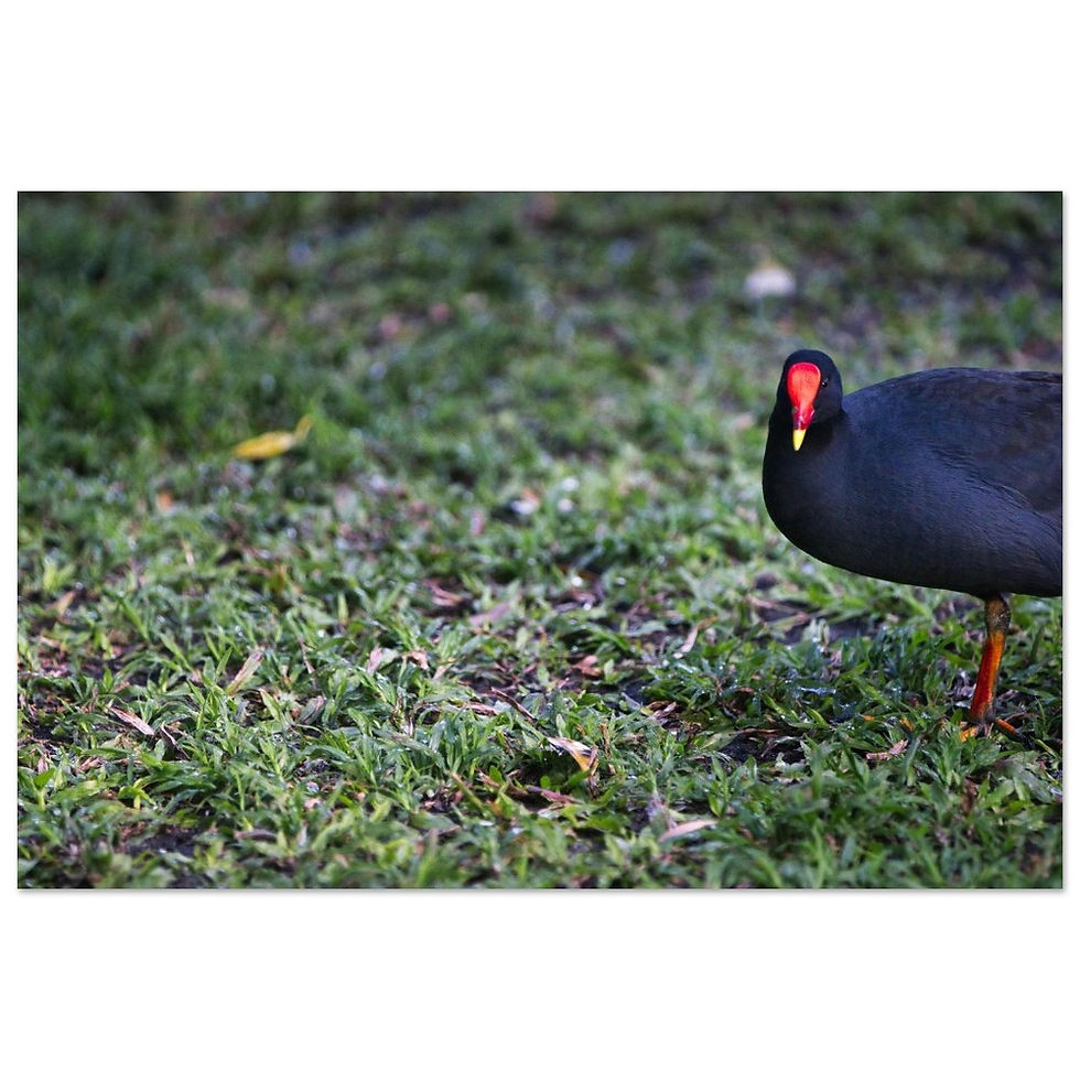 Teichralle - Fine Art Poster