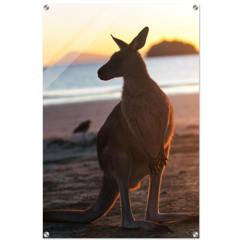 Riesenkänguru - Känguru Sonnenuntergang Queensland | Premium Acryl Print