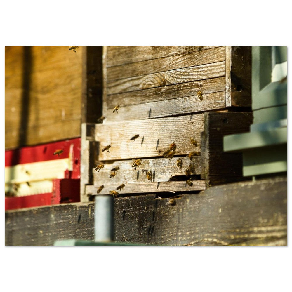 Frühlingserwachen - Bienenstöcke Fine Art | Fine Art Poster