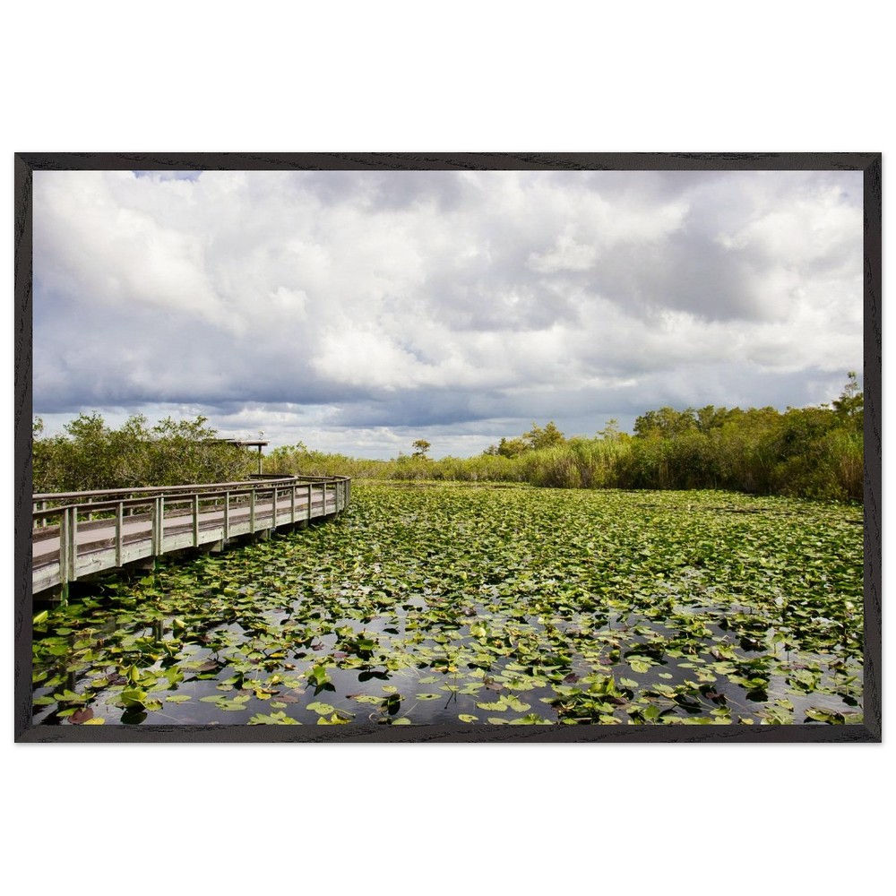 Mangroven - Sumpflandschaft Florida Everglades | Premium Holzrahmen Poster