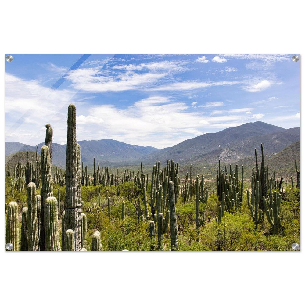 Zapotitlán - Kakteen Mexiko | Premium Acryl Print