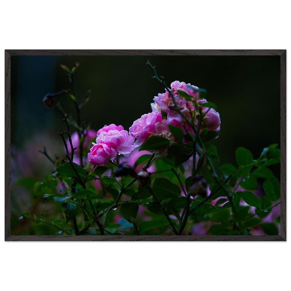 Rosen - Premium Holzrahmen Poster