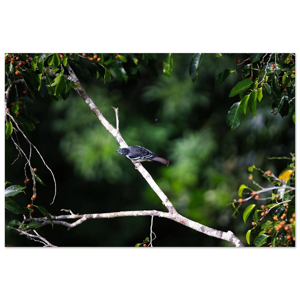 Stimmen des Waldes - Fine Art Poster