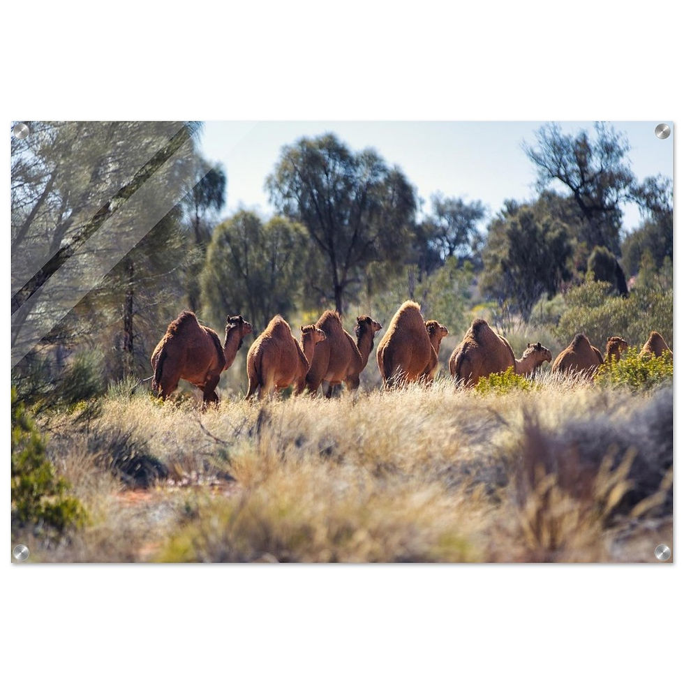 Karawane - Premium Acryl Print