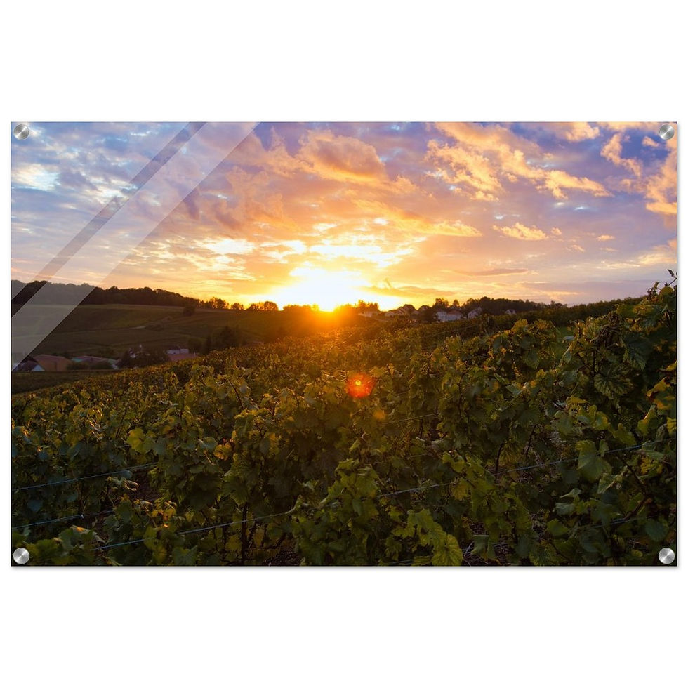 Sunset in Champagne - Premium Acryl Print