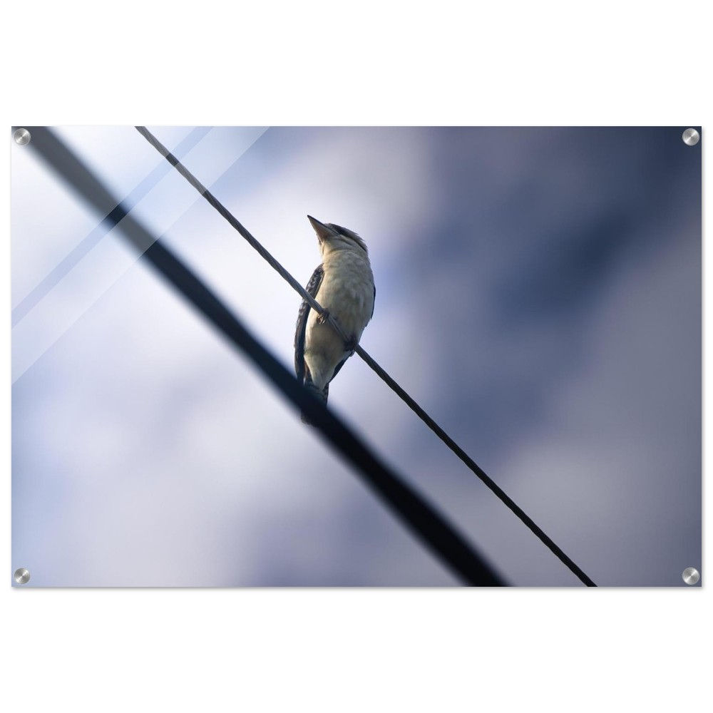 Kookaburra - Kookaburra Queensland Australien | Premium Acryl Print