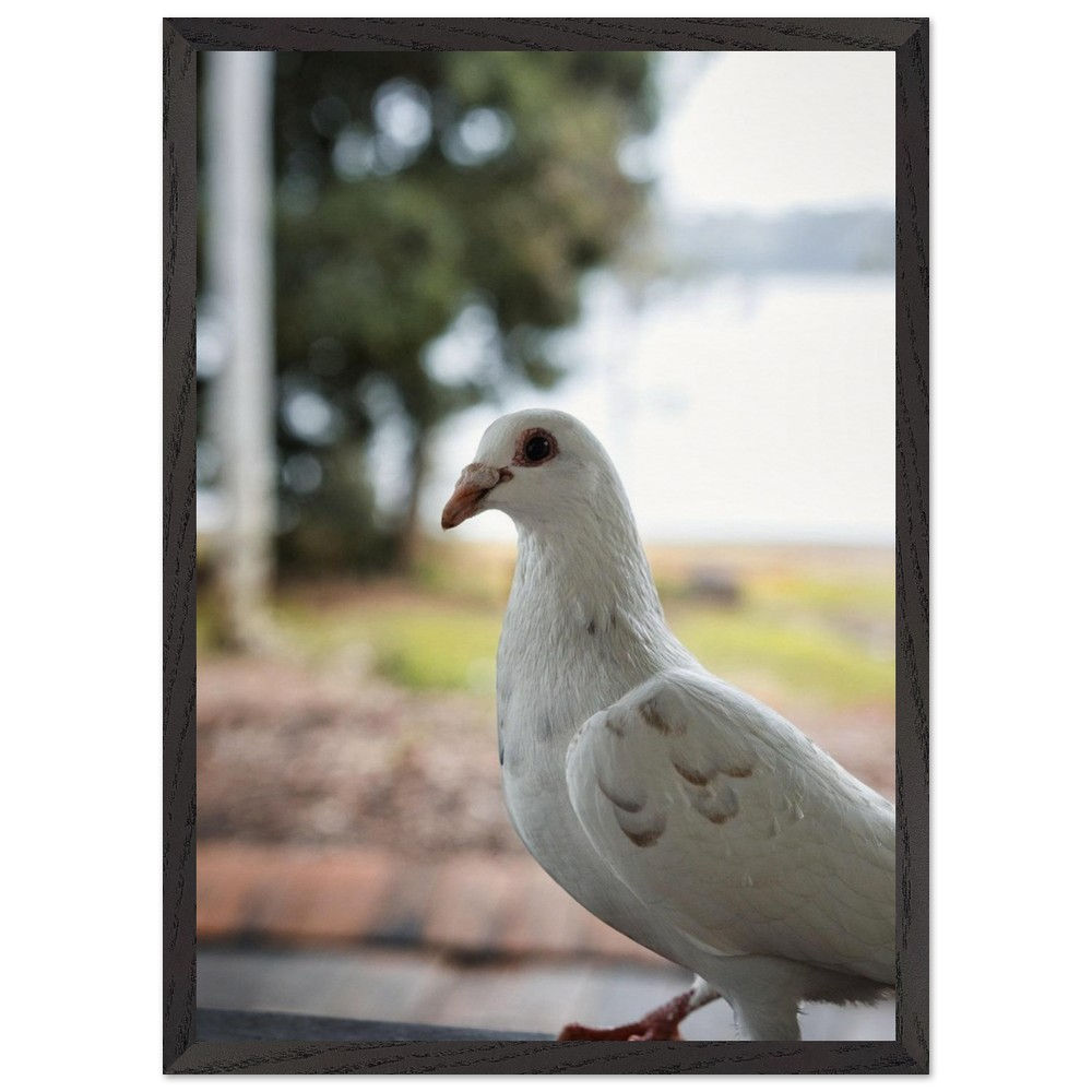 Peace - Weiße Taube Queensland | Premium Holzrahmen Poster
