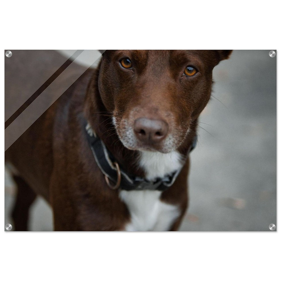 Treue Seele - Premium Acryl Print