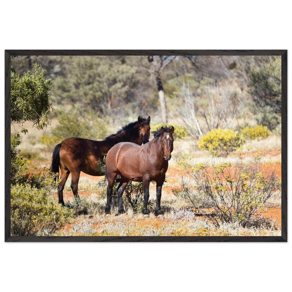 Wildpferde - Wildpferde Outback Australien | Premium Holzrahmen Poster