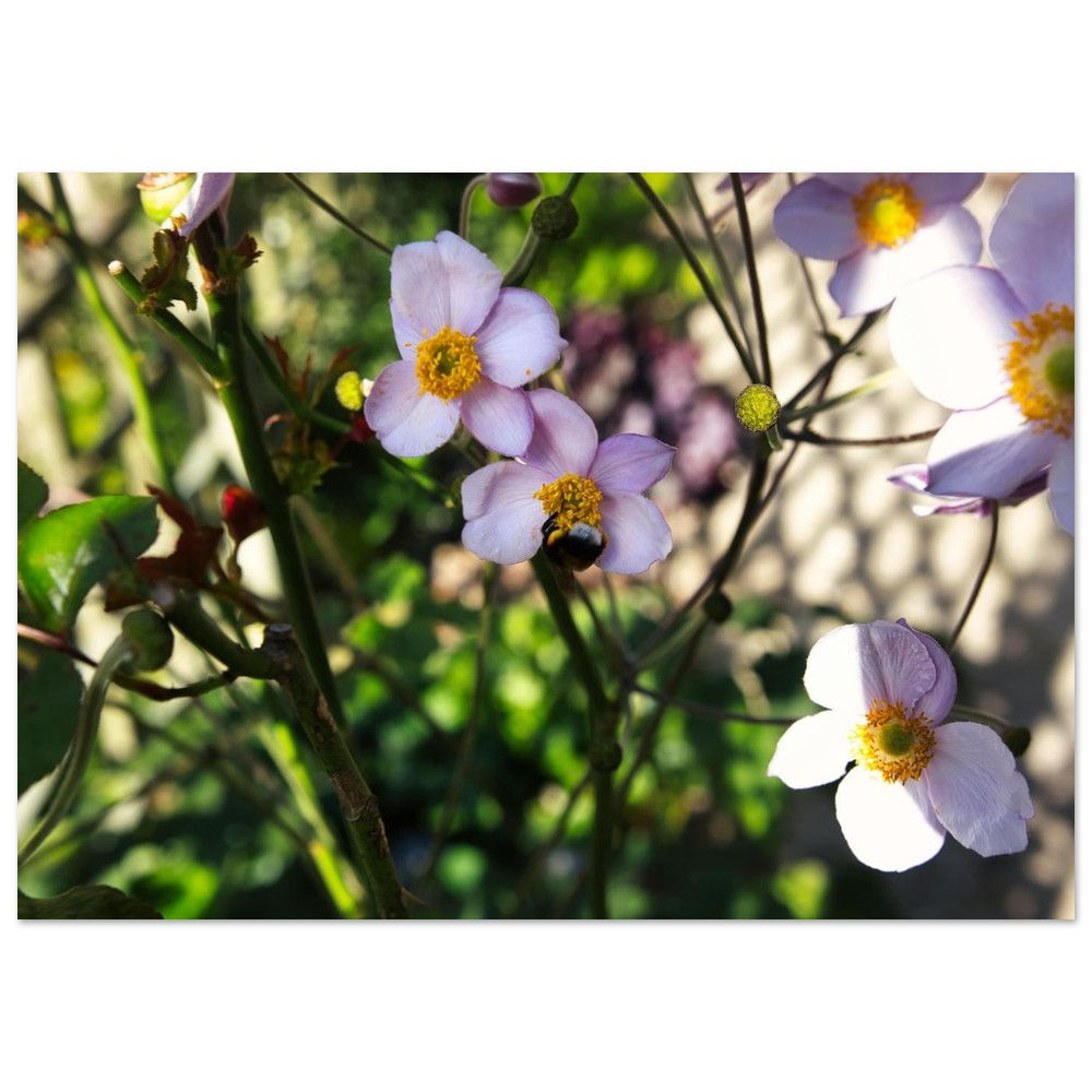 Rosaceae - Rosen Blüten Wandbild | Fine Art Poster