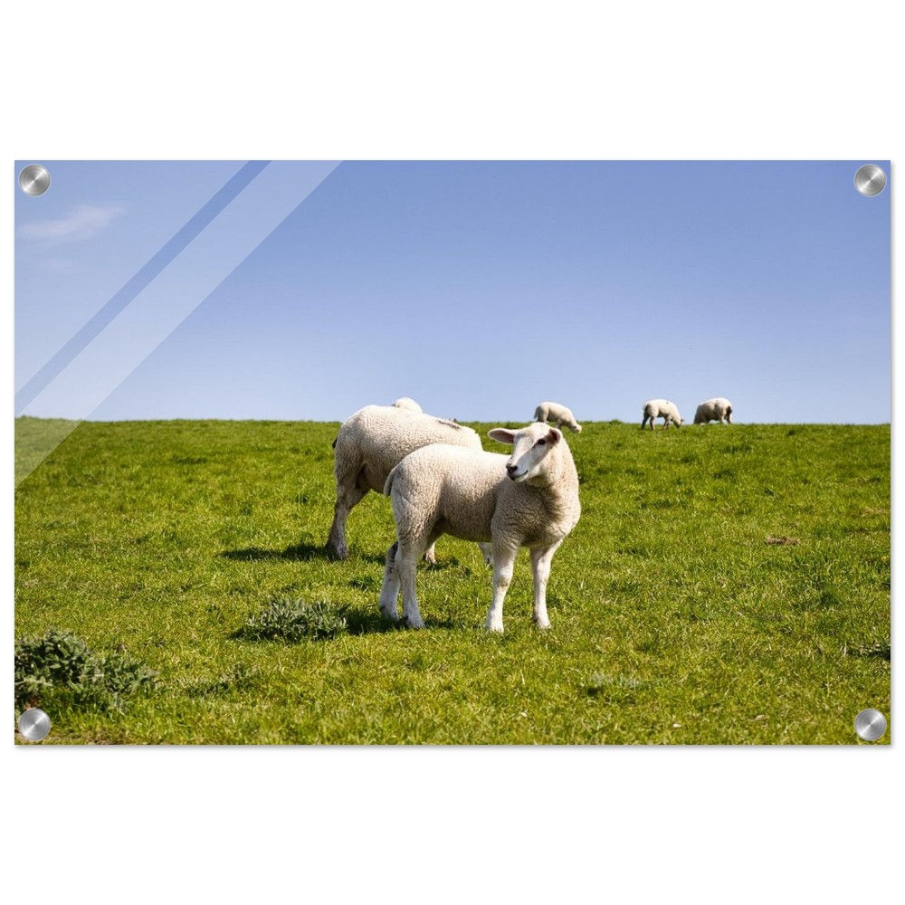 Deichschafe - Schafherde Weide Deutschland | Premium Acryl Print