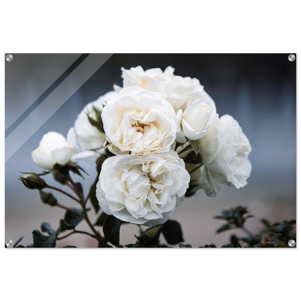 Weiße Rosen - Weiße Rosen Acryl Print | Premium Acryl Print