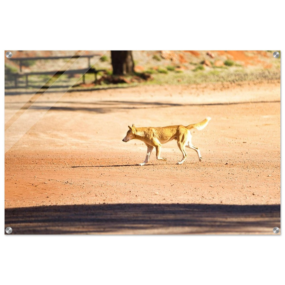 Dingo - Premium Acryl Print