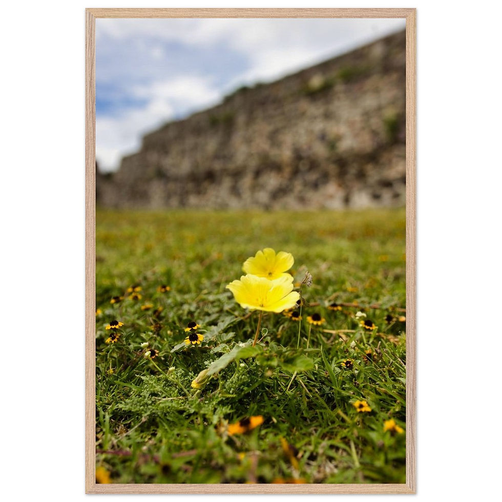 Miniaturbild: Zygophyllaceae - Zygophyllaceae Wiese Mexiko | Premium Holzrahmen Poster