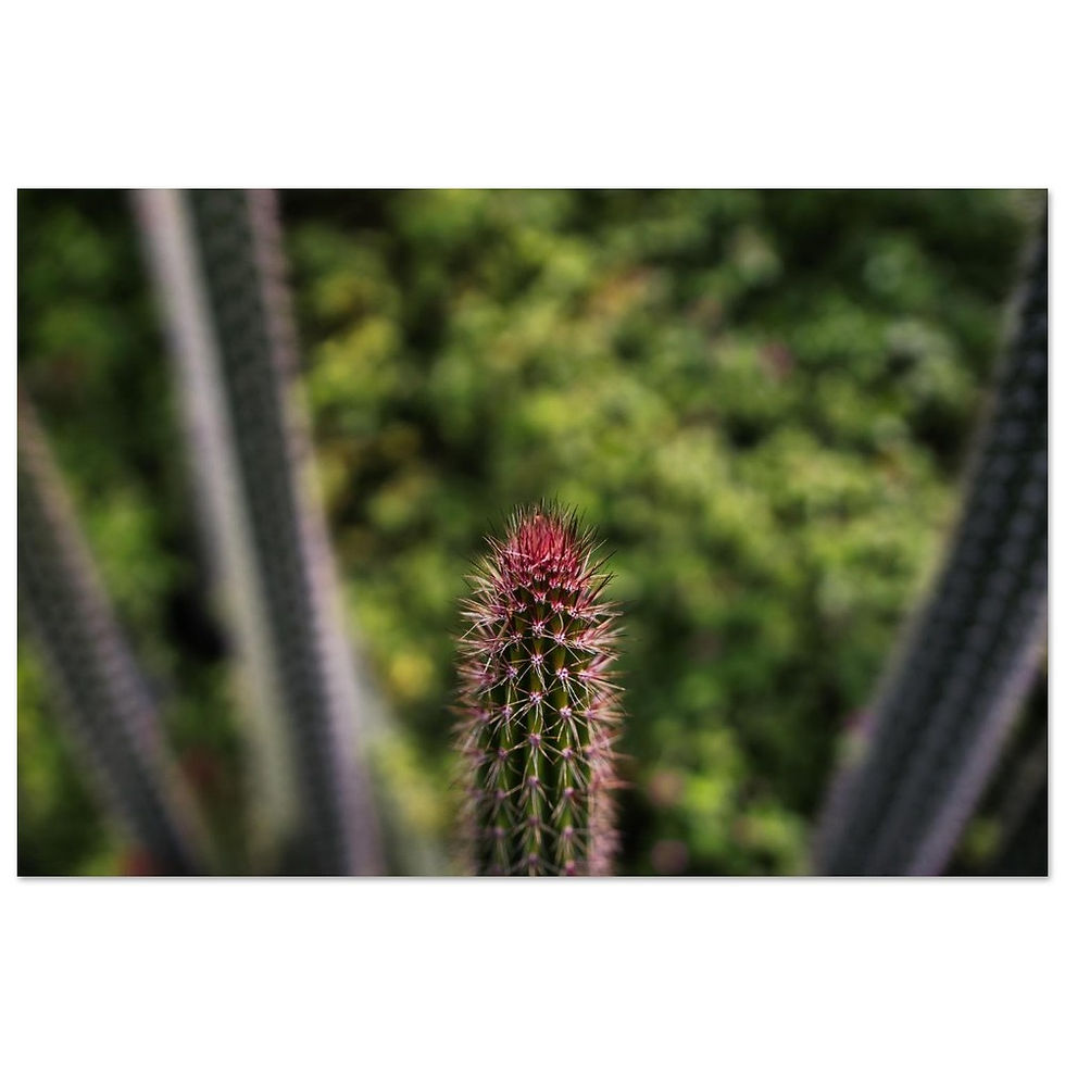 Dry Bloom - Fine Art Poster