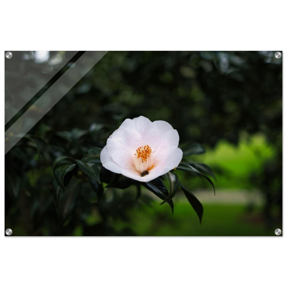 Kamelie - Weiße Kamelie Sydney | Premium Acryl Print