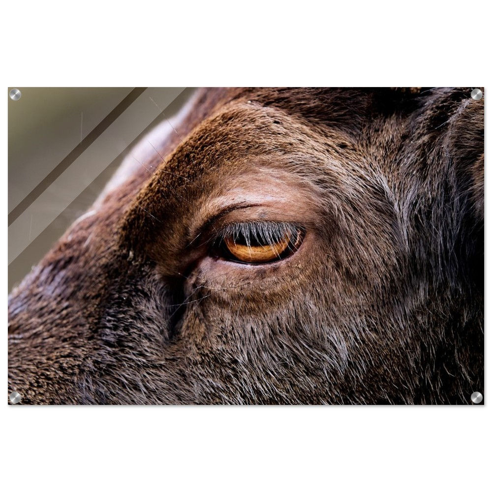 Ins Auge Blicken - Rotwild Reh Harz | Premium Acryl Print